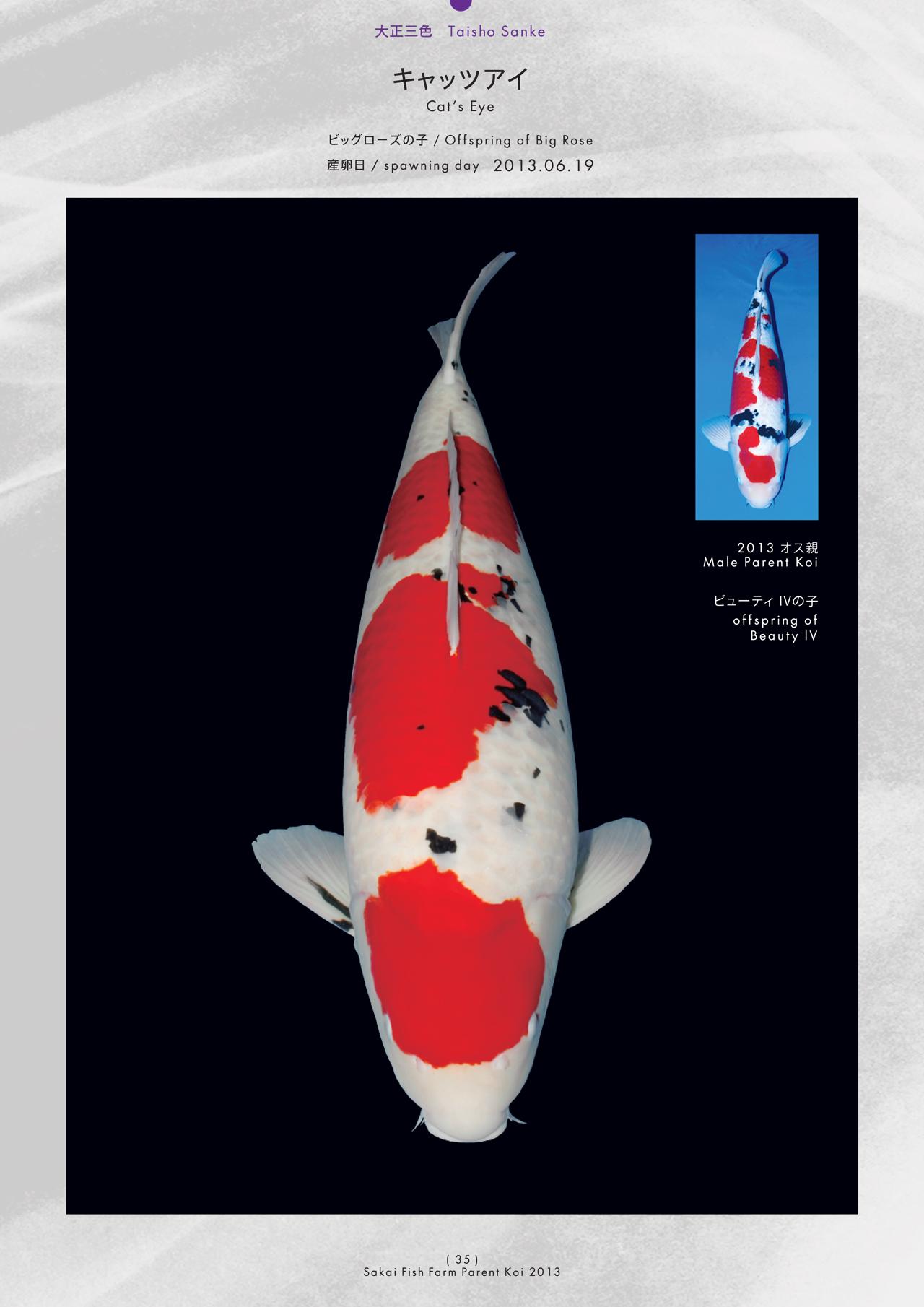 小物 Ryo Sakai Sakai FF Parent Koi Book 2013