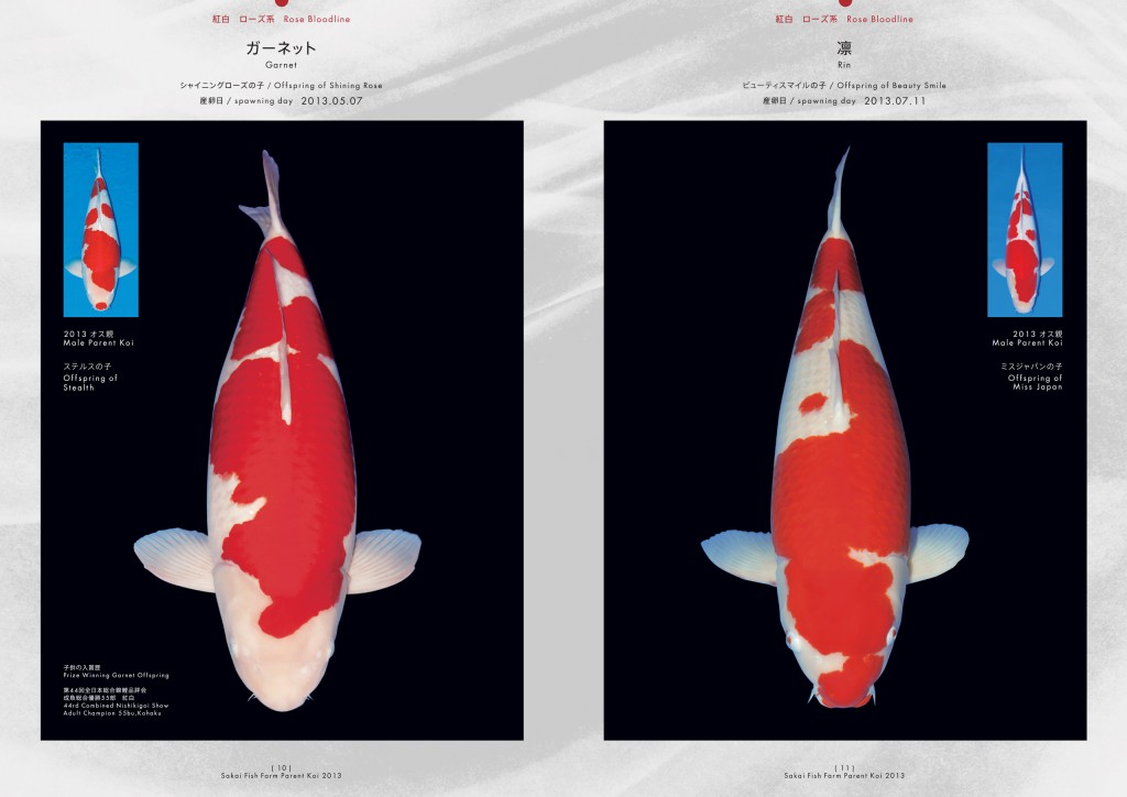 2013_2014_SFF_PANF_P10_P11_