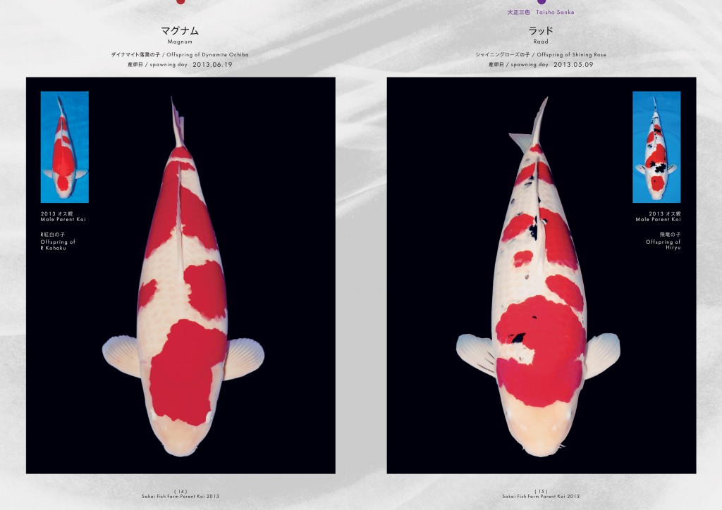 2013_2014_SFF_PANF_P14_P15_