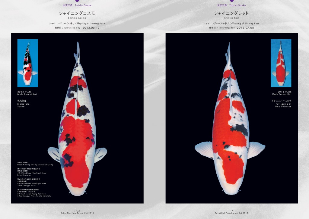 2013_2014_SFF_PANF_P16_P17_