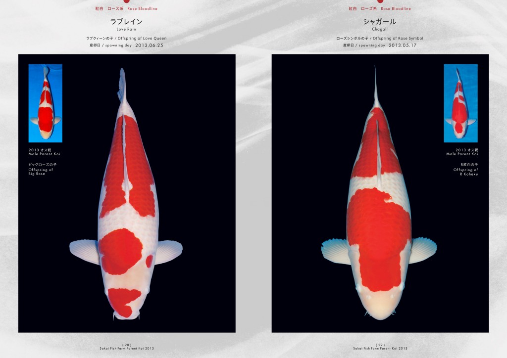 2013_2014_SFF_PANF_P28_P29_