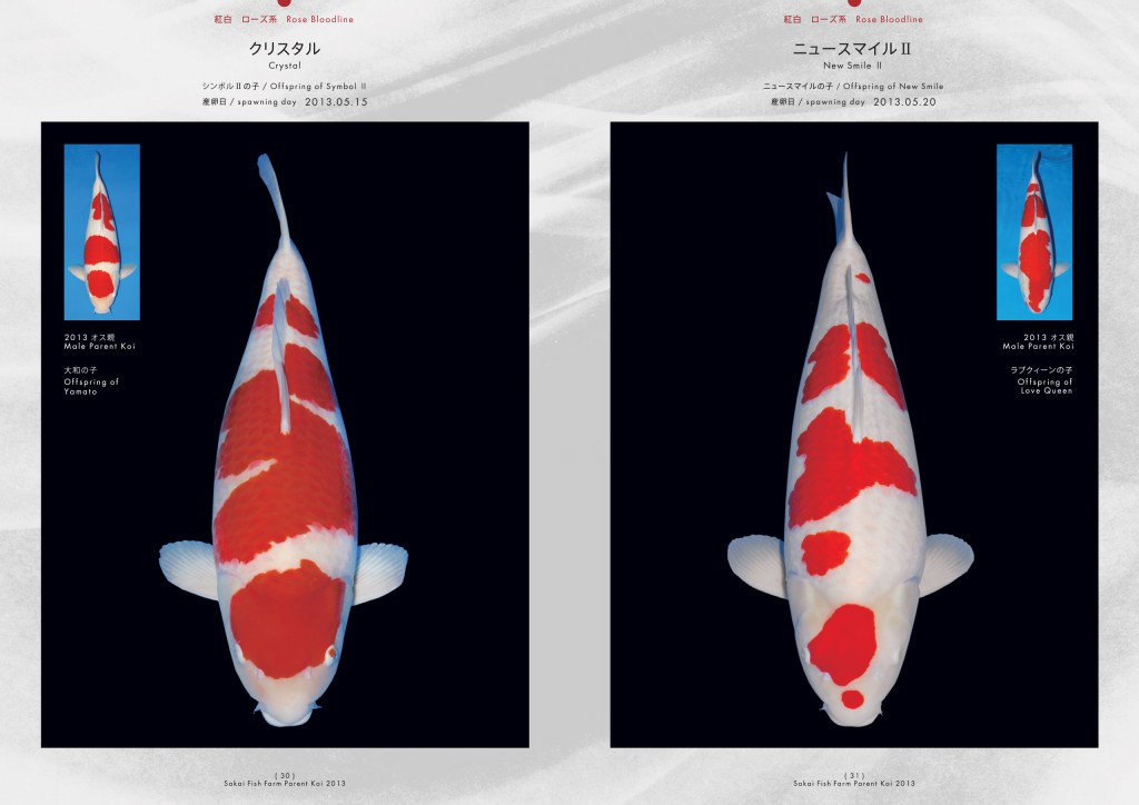 2013_2014_SFF_PANF_P30_P31_