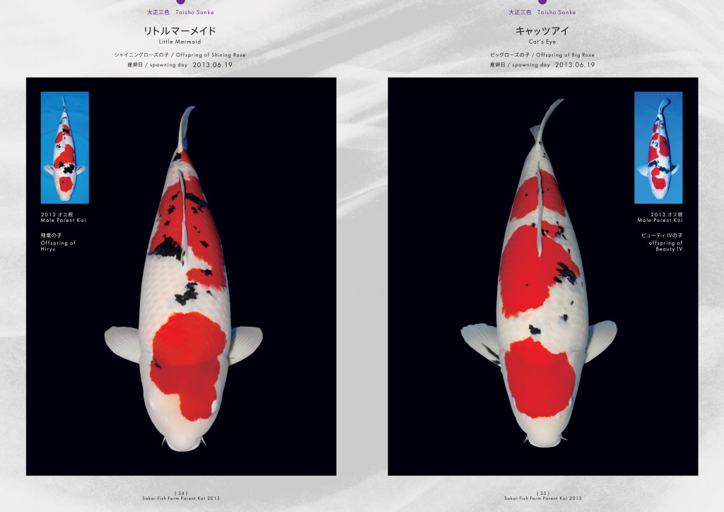 2013_2014_SFF_PANF_P34_P35_