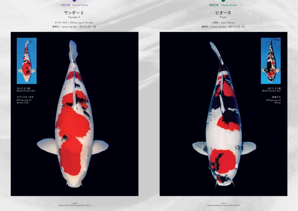 2013_2014_SFF_PANF_P36_P37_