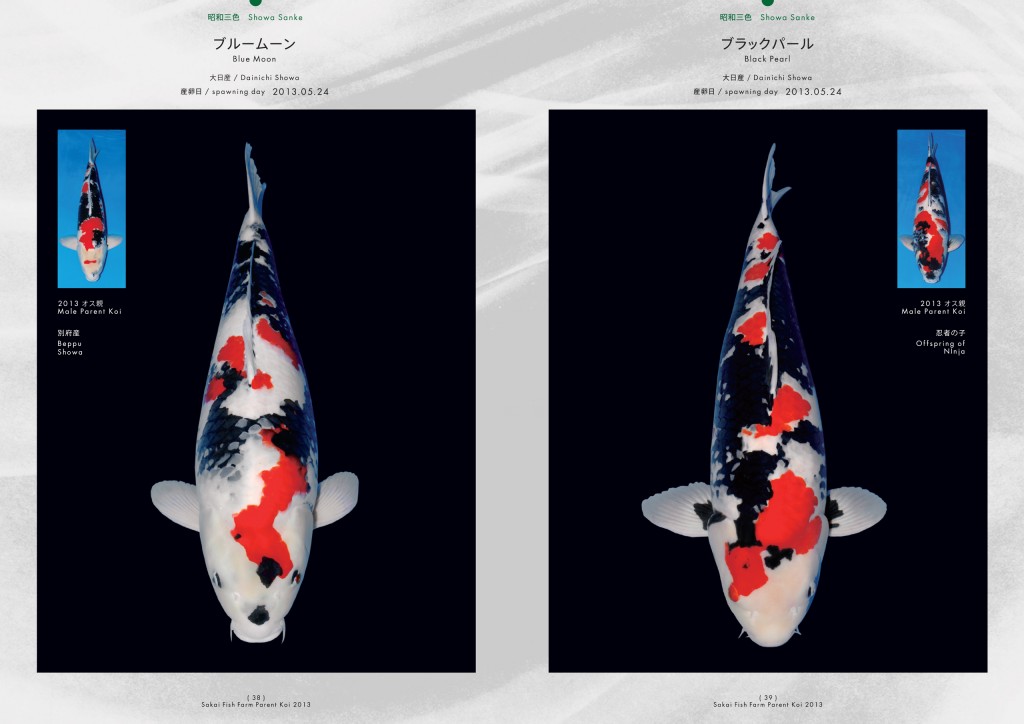 2013_2014_SFF_PANF_P38_P39_