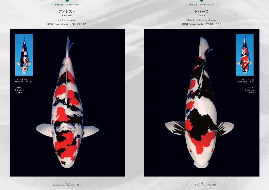 2013_2014_SFF_PANF_P40_P41_