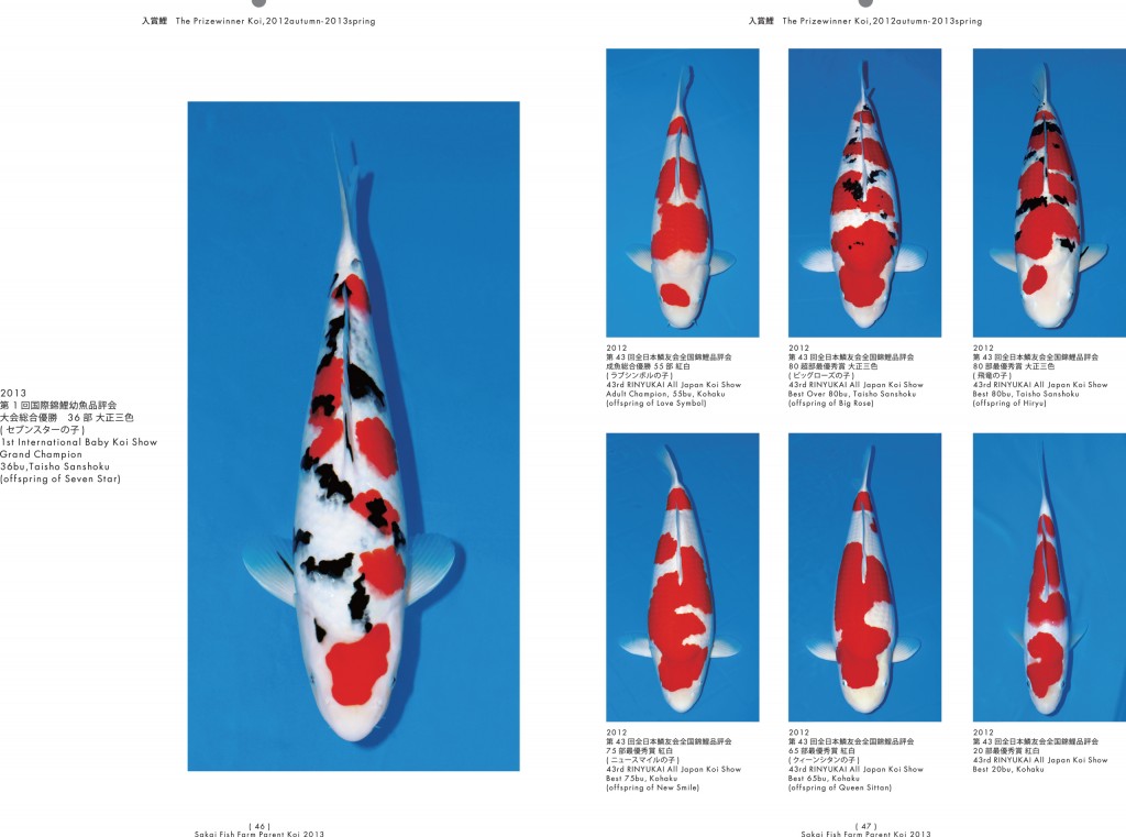 2013_2014_SFF_PANF_P46_P47_