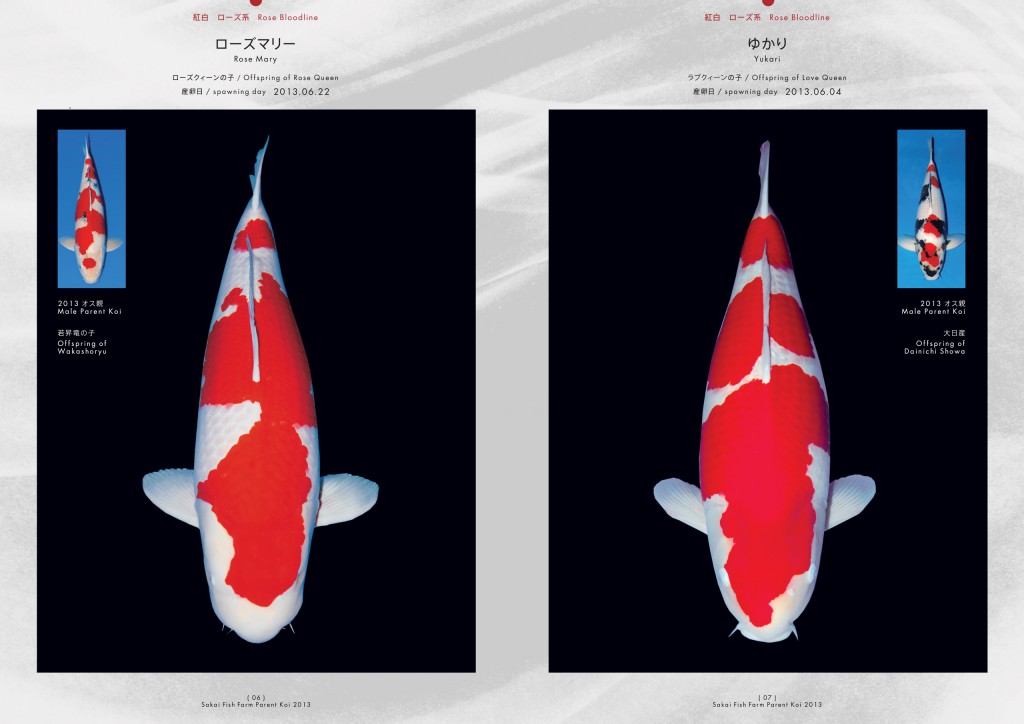 2013_2014_SFF_PANF_P6_P7_ol